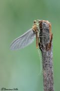 Serratella ignita